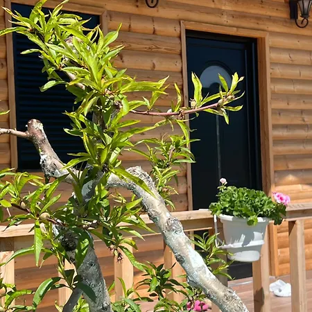 Dimal Berat * Pashalli